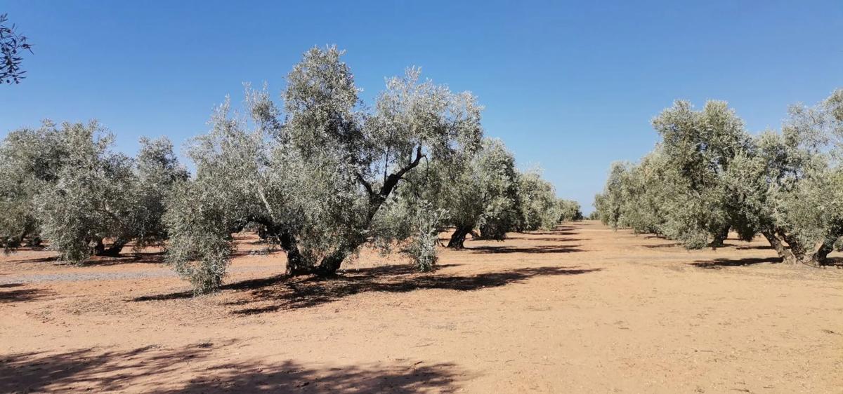 Działka na sprzedaż w Alameda, Malaga photo 2
