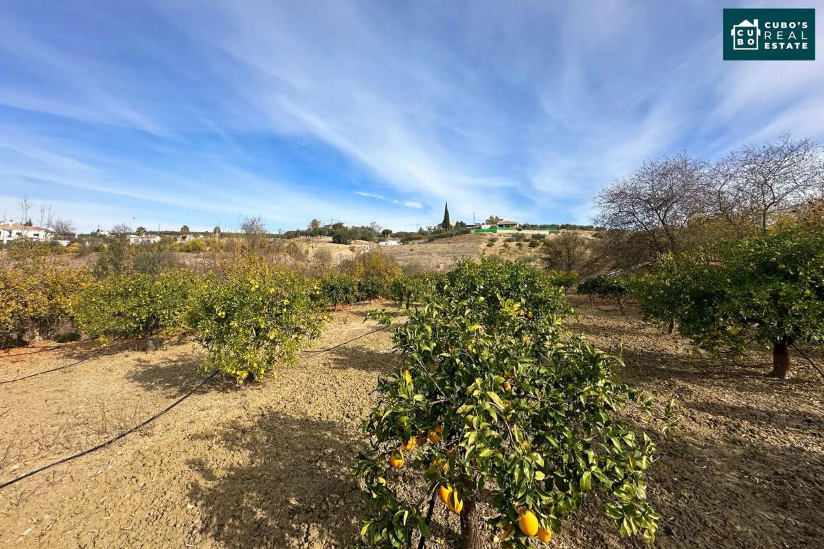 Terreno en venta en Alhaurín el Grande, Malaga photo 3