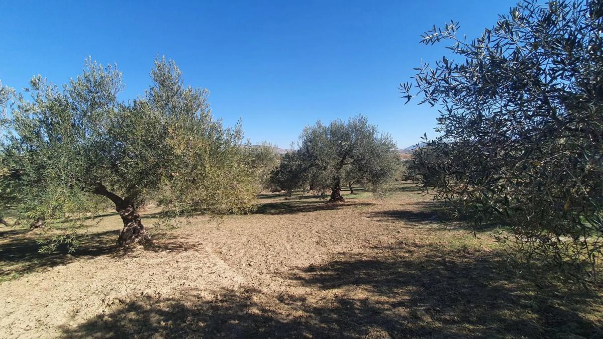 Land for sale in Alhaurín el Grande, Malaga photo 3