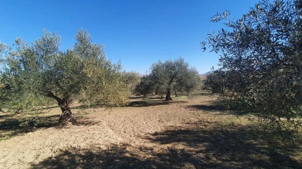 Terreno en El Cigarral - Dehesa - Borrajo photo 3