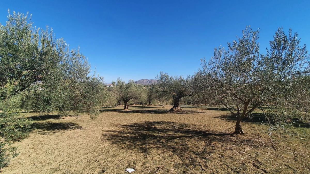 Land for sale in Alhaurín el Grande, Malaga photo 5