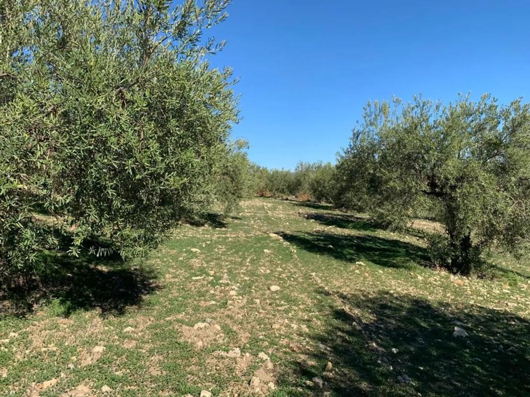Terreno en venta en Casarabonela, Malaga photo 2