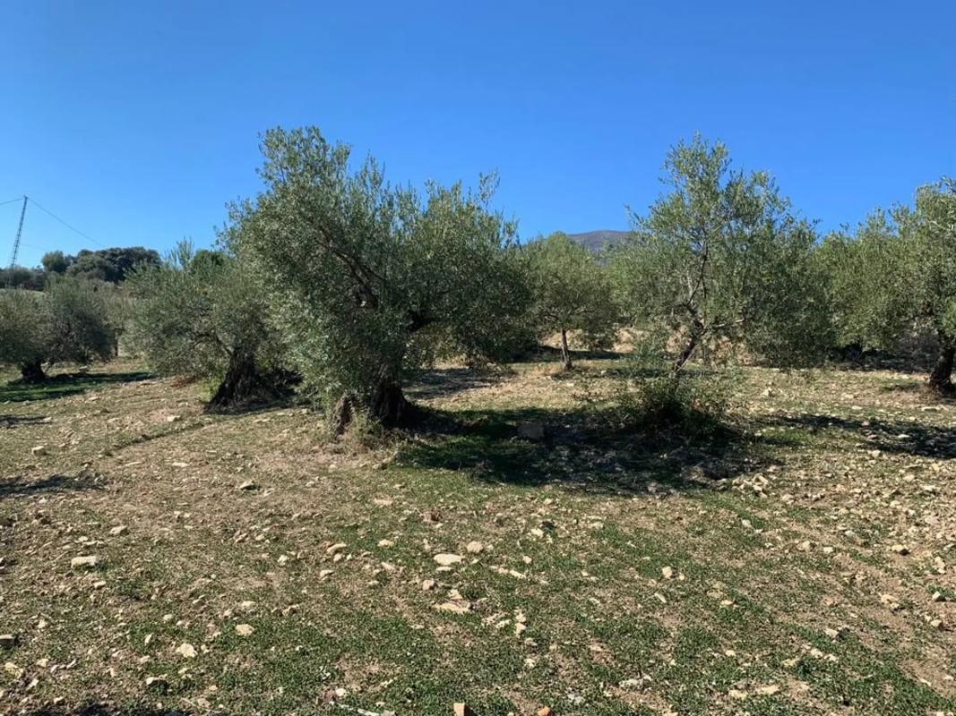 Terreno en venta en Casarabonela, Malaga photo 3