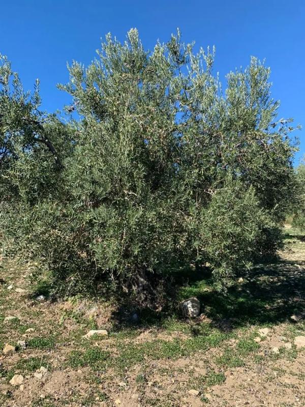 Terreno en venta en Casarabonela, Malaga photo 5