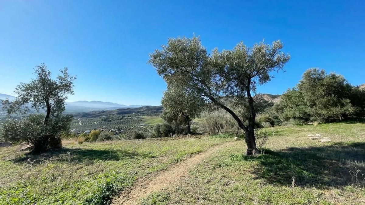 Działka na sprzedaż w Alora, Malaga photo 3