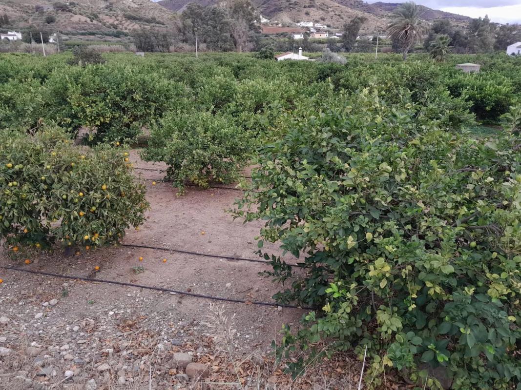 Terreno en venta en Alora, Malaga photo 2