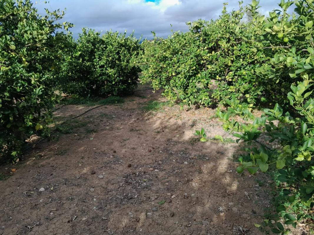 Terreno en venta en Alora, Malaga photo 3