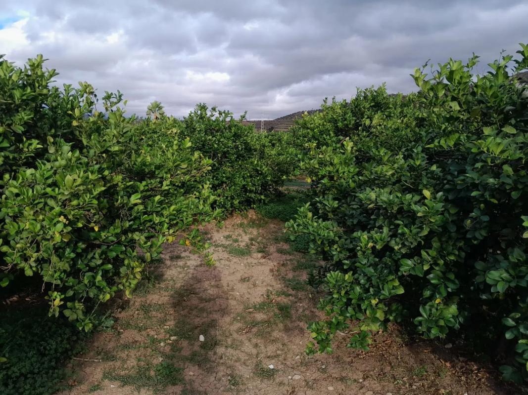 Terreno en venta en Alora, Malaga photo 4