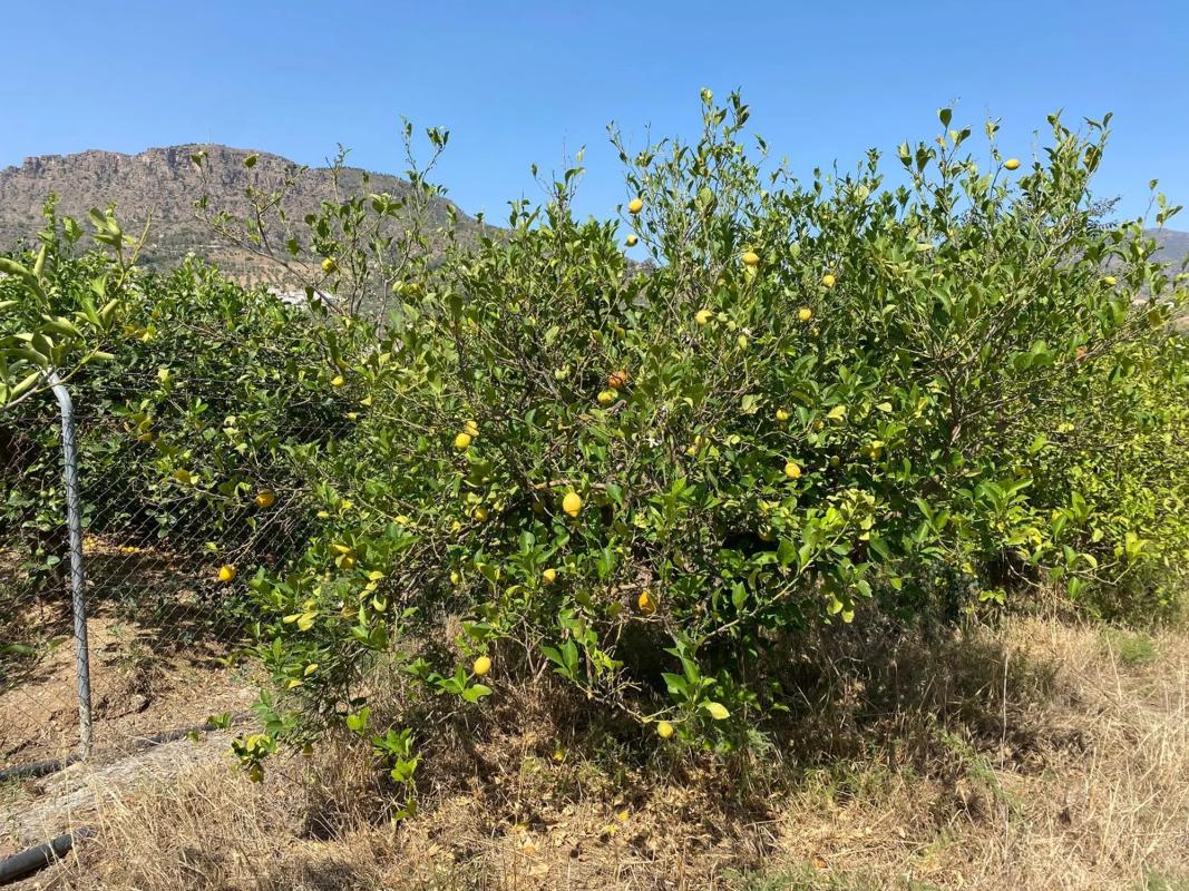 Terreno en venta en Alora, Malaga photo 2