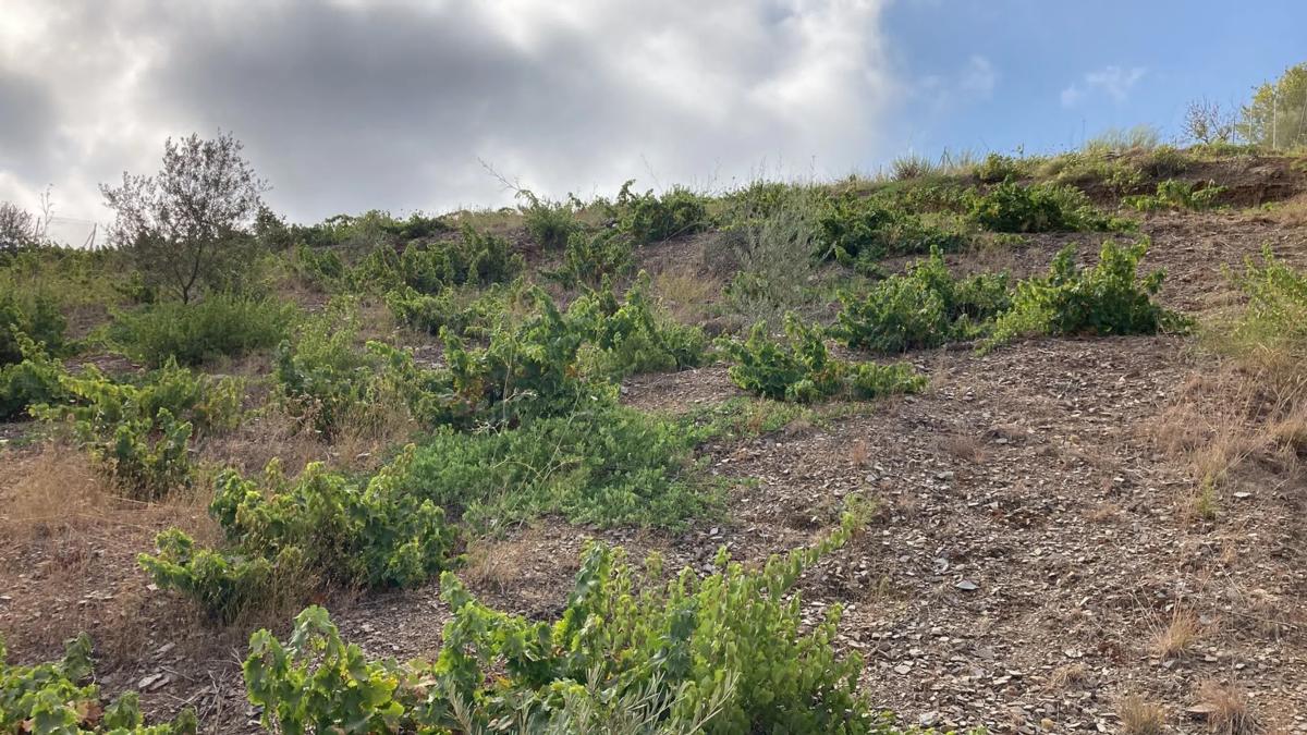 Land for sale in Rincón de la Victoria, Malaga photo 1