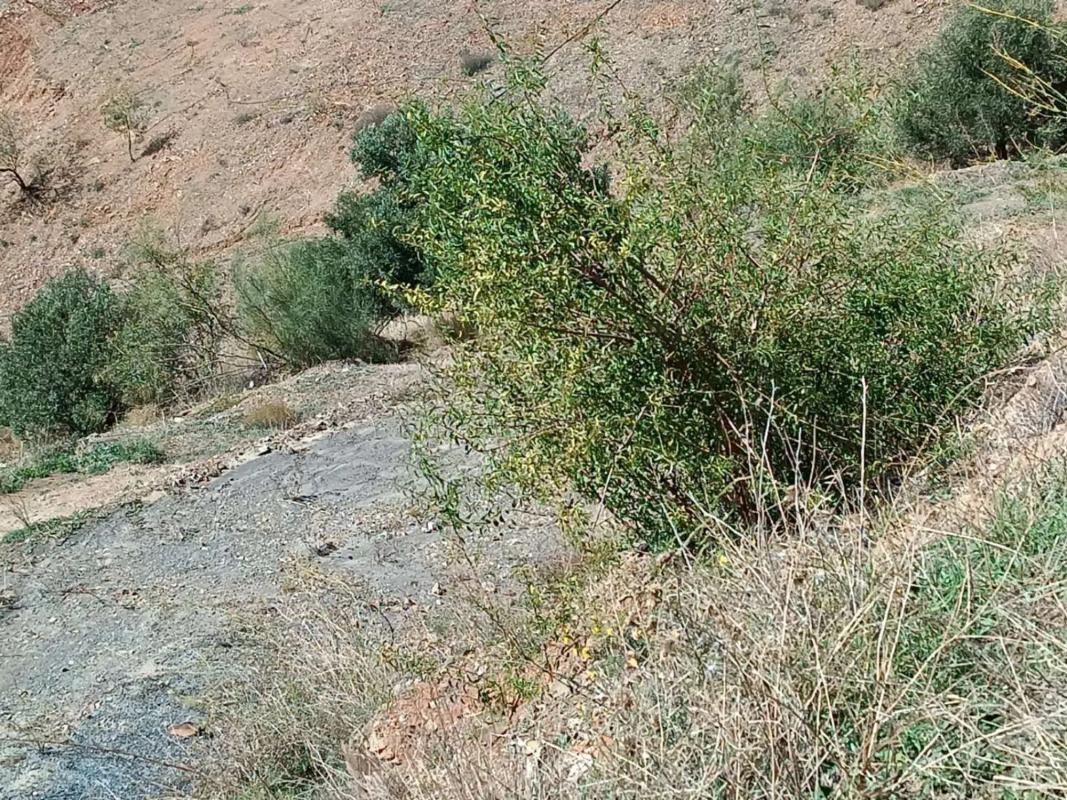 Terreno en venta en Moclinejo, Malaga photo 5