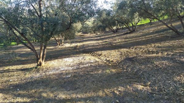 Terreno en La Morra s/n photo 2