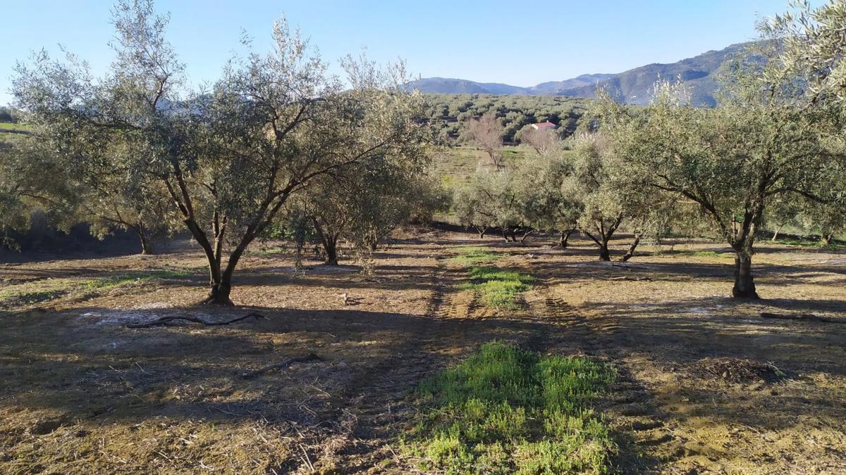 Terreno en venta en Riogordo, Malaga photo 3