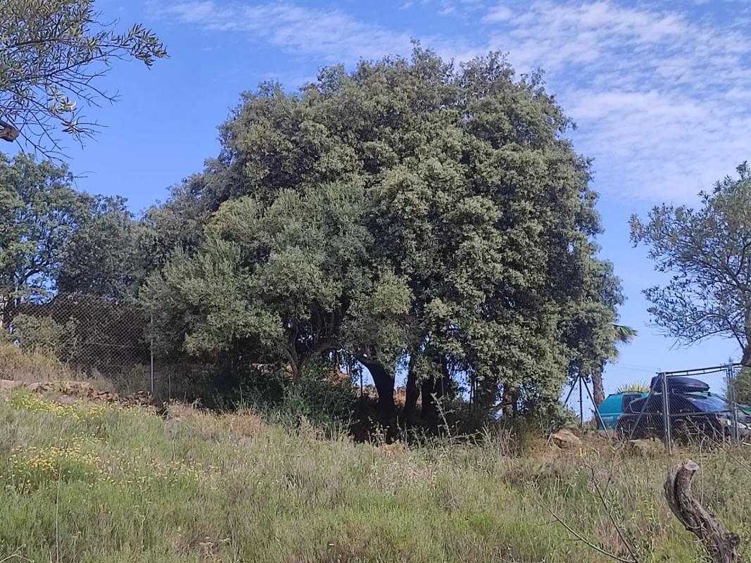 Land for sale in Coin, Malaga photo 5
