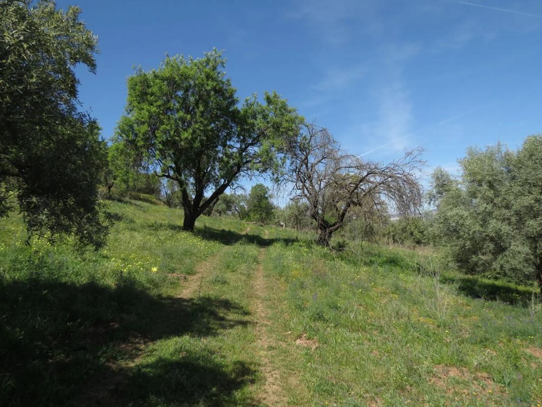 Land for sale in Guaro, Malaga photo 5