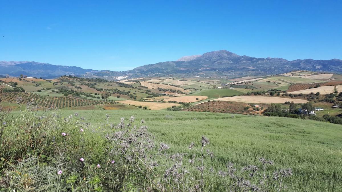 Land for sale in Coin, Malaga photo 1
