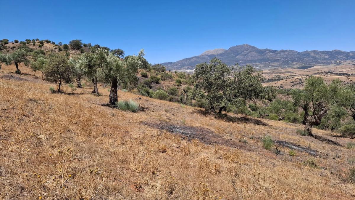 Land for sale in Coin, Malaga photo 4