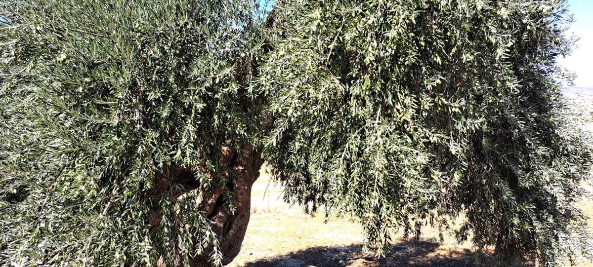 Działka na sprzedaż w Moneta, Malaga photo 4