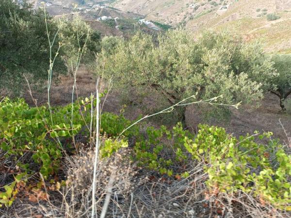 Terreno en Almáchar photo 1