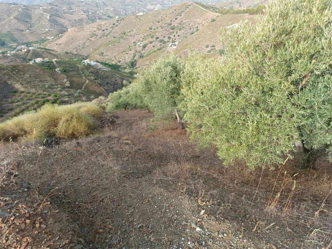 Land for sale in Almachar, Malaga photo 3
