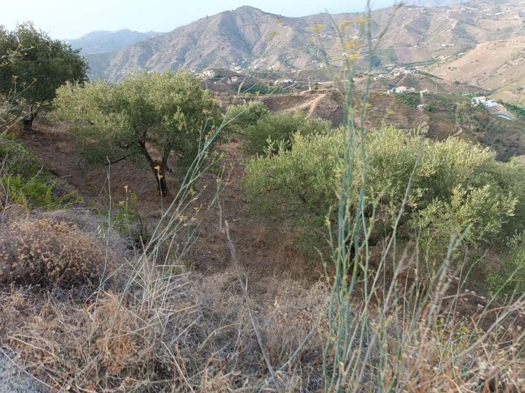 Land for sale in Almachar, Malaga photo 4