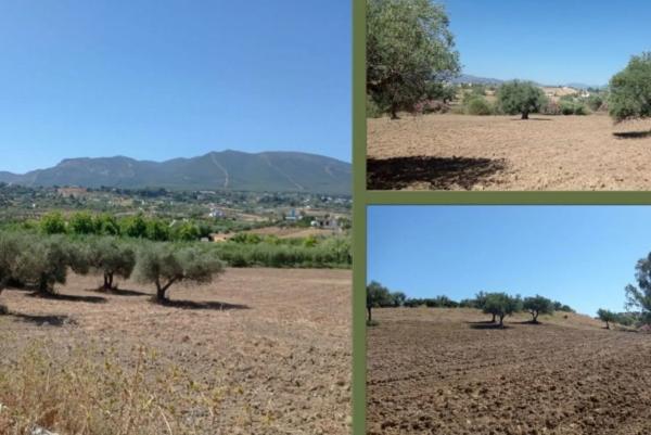 Terreno en camino de cartama, poligono 8 photo 3