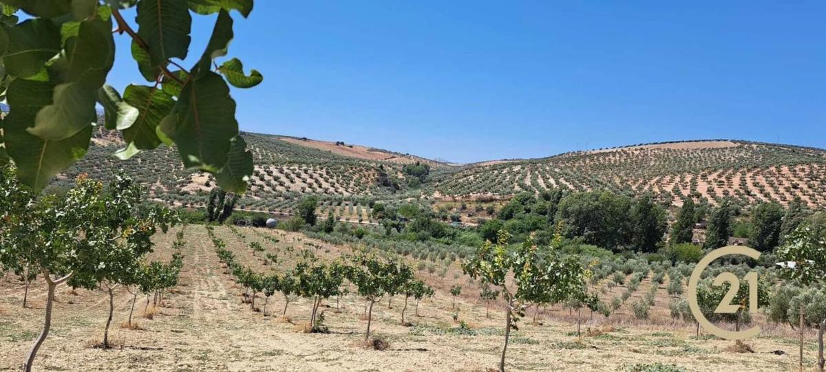 Terreno en venta en Ronda, Malaga photo 1