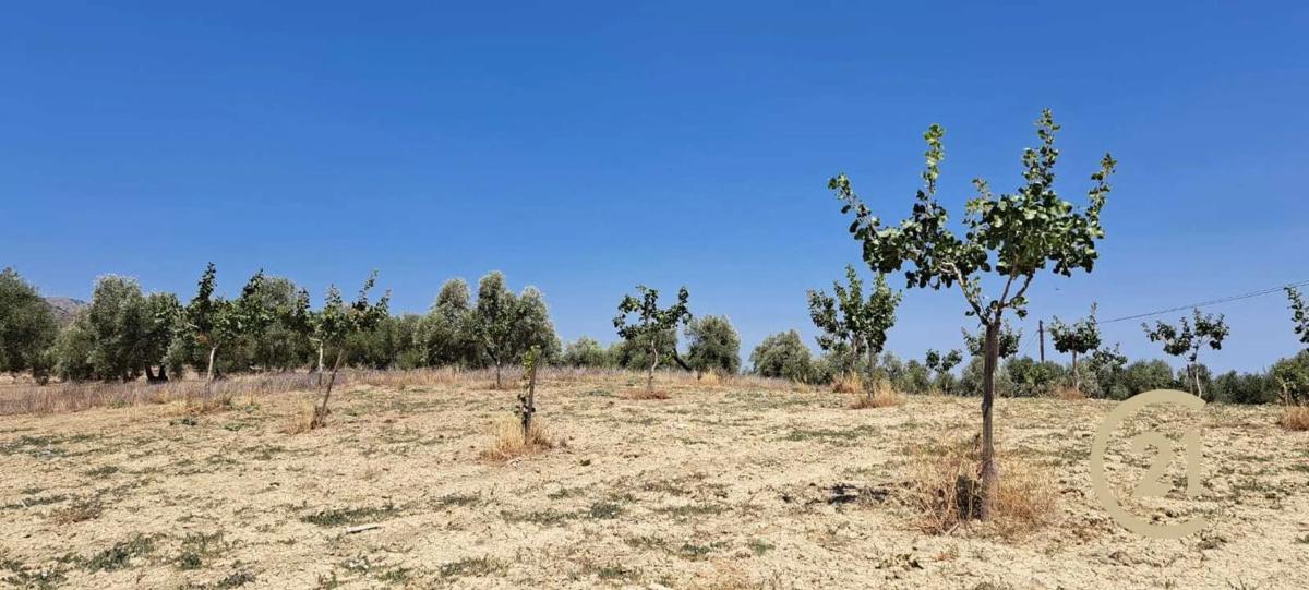 Terreno en venta en Ronda, Malaga photo 2