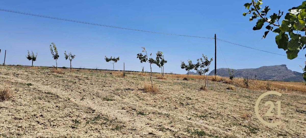 Terreno en venta en Ronda, Malaga photo 3