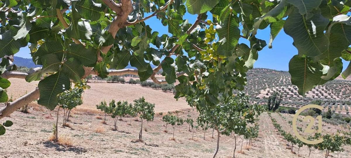 Terreno en venta en Ronda, Malaga photo 4