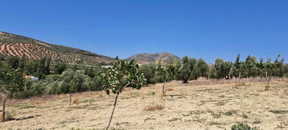 Terreno en venta en Ronda, Malaga photo 5