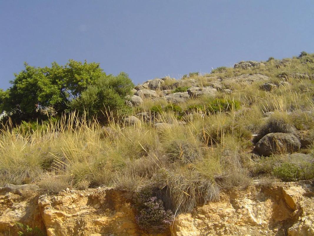 Land for sale in Coin, Malaga photo 4