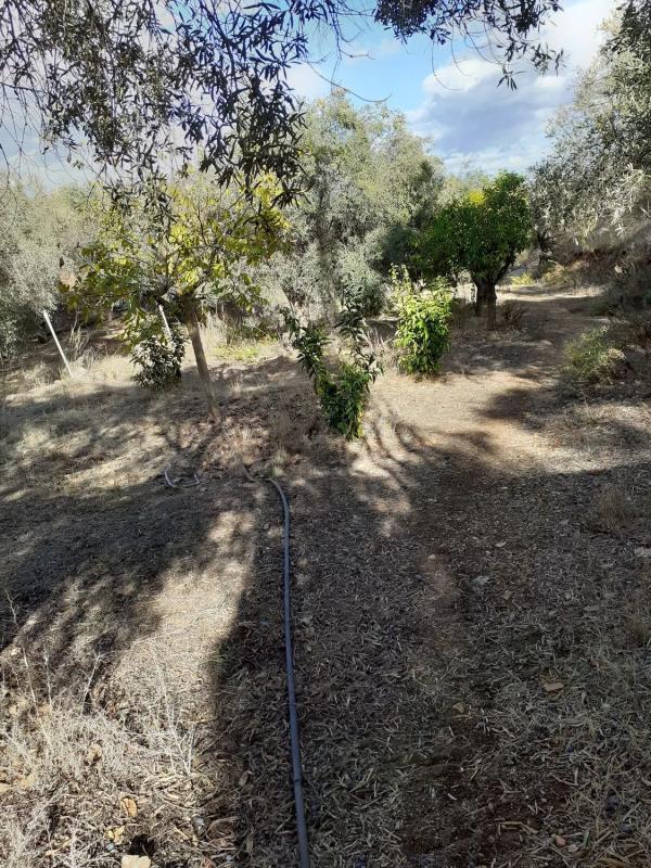 Terreno en venta en Monda, Malaga photo 3