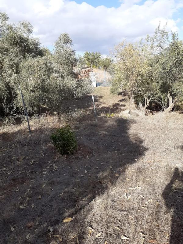 Terreno en venta en Monda, Malaga photo 5