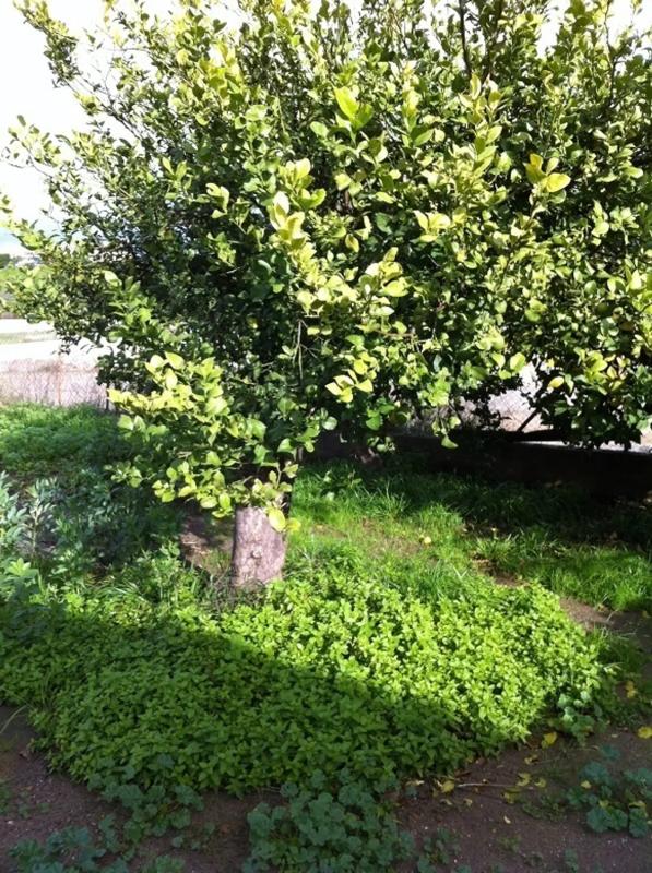 Terreno en venta en Cártama, Malaga photo 2
