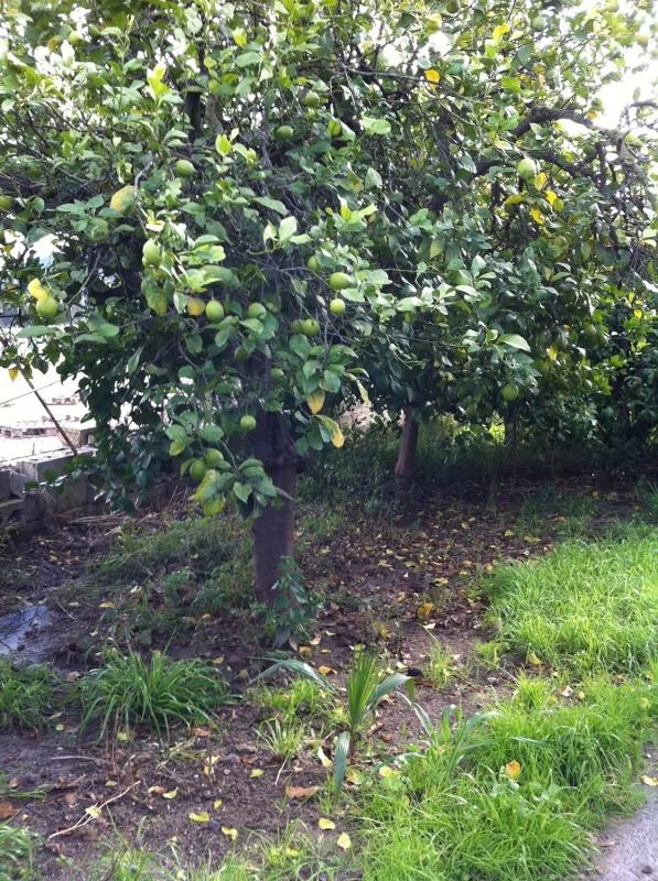 Terreno en venta en Cártama, Malaga photo 3