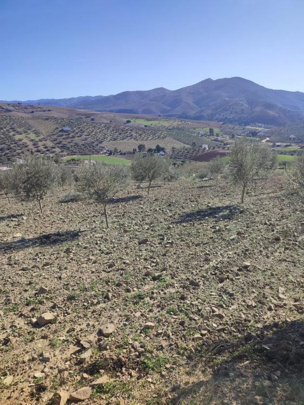 Działka na sprzedaż w Casabermeja, Malaga photo 4