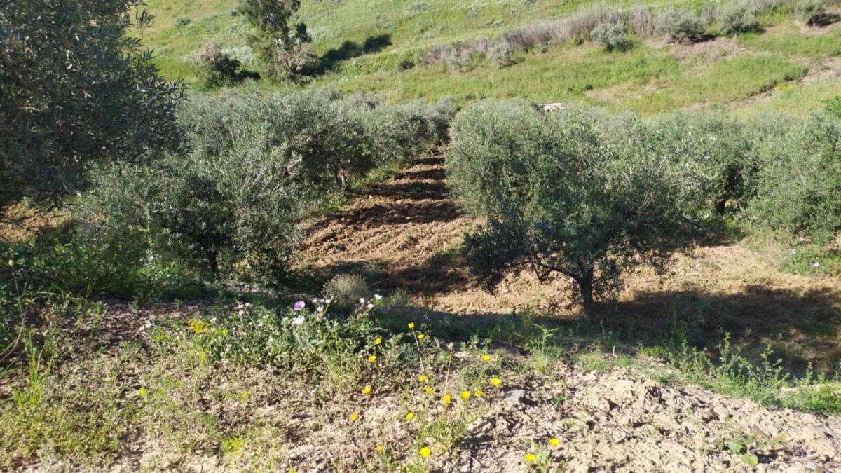 Terreno en venta en Cártama, Malaga photo 2