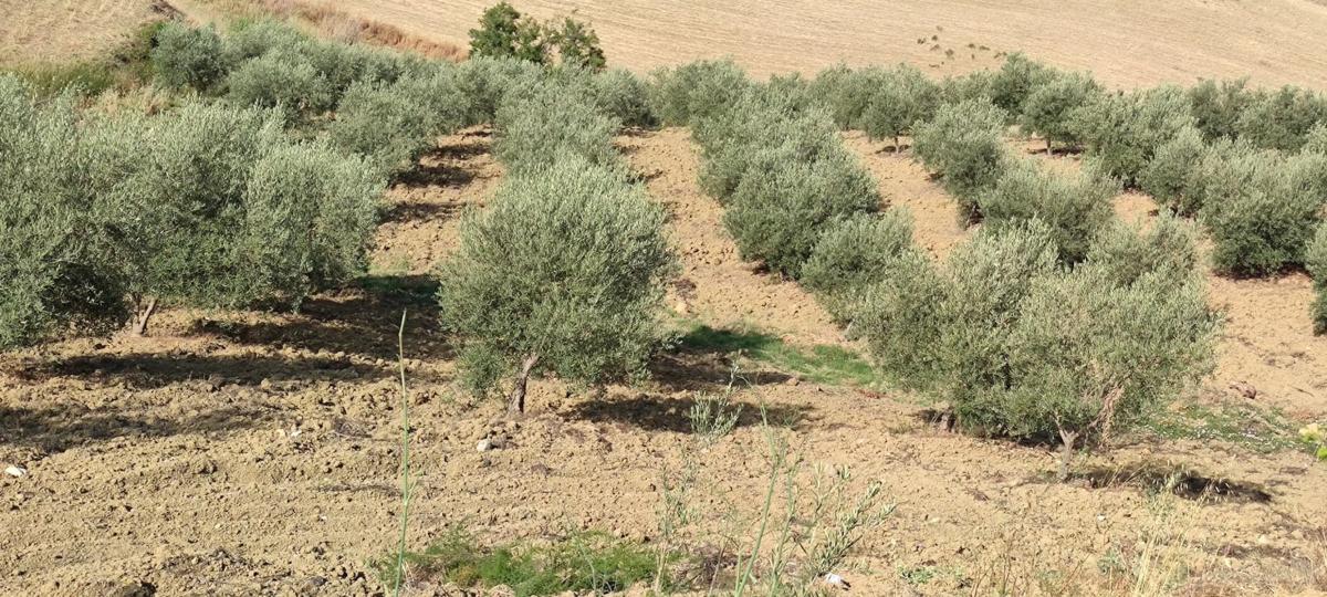 Terreno en venta en Cártama, Malaga photo 3