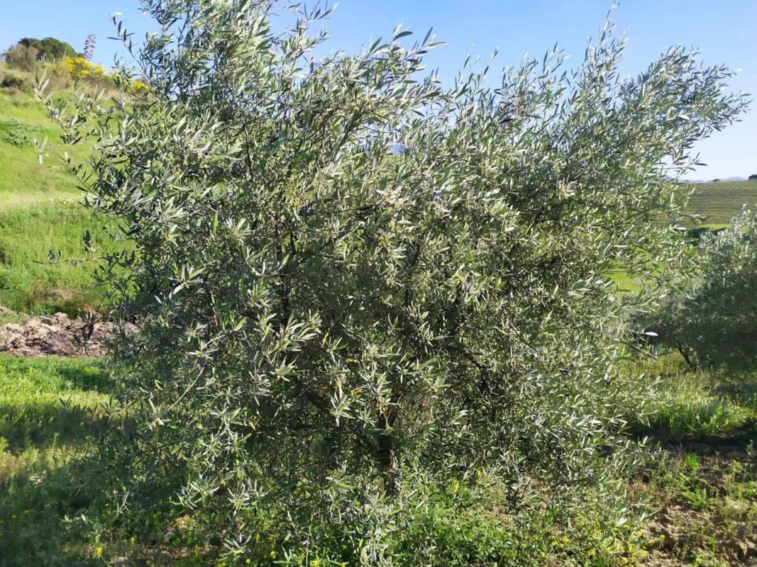 Terreno en venta en Cártama, Malaga photo 5