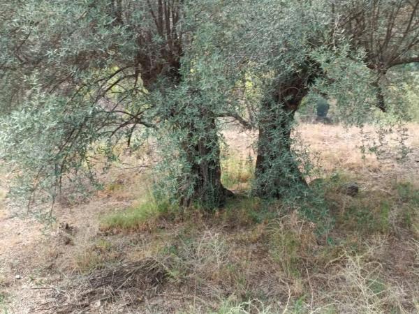 Terreno en Canillas de Aceituno photo 1