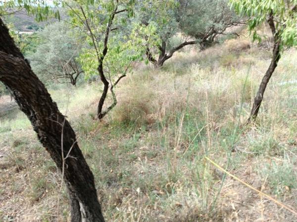 Terreno en Canillas de Aceituno thumbnail 1