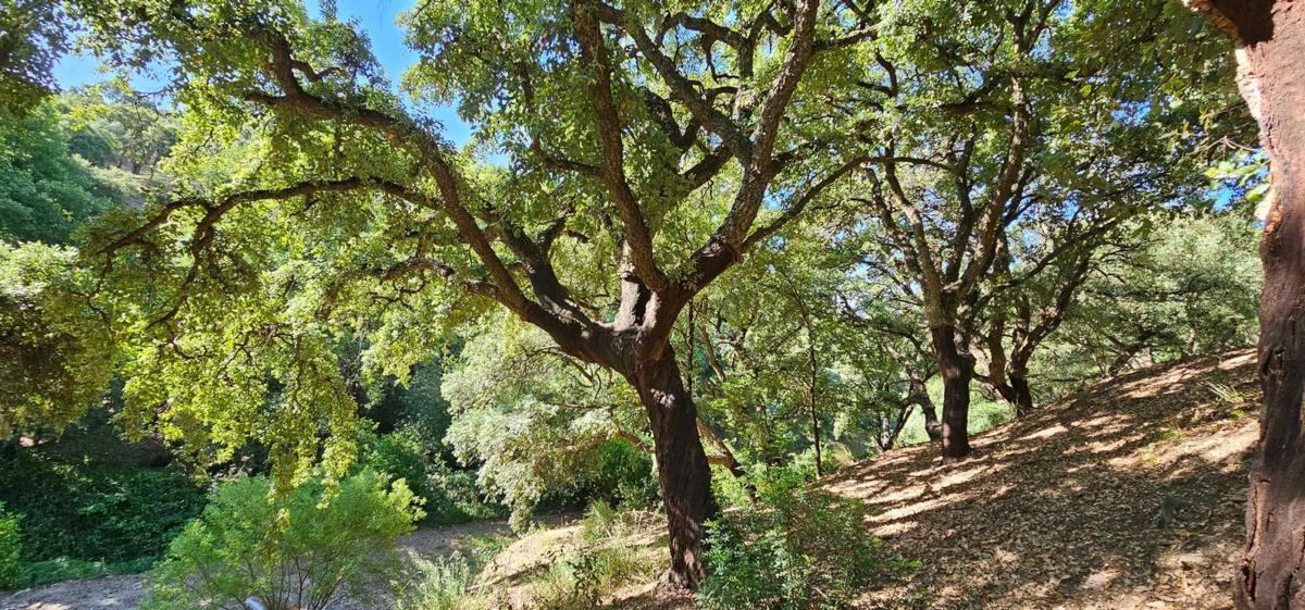 Działka na sprzedaż w Casares, Malaga photo 3