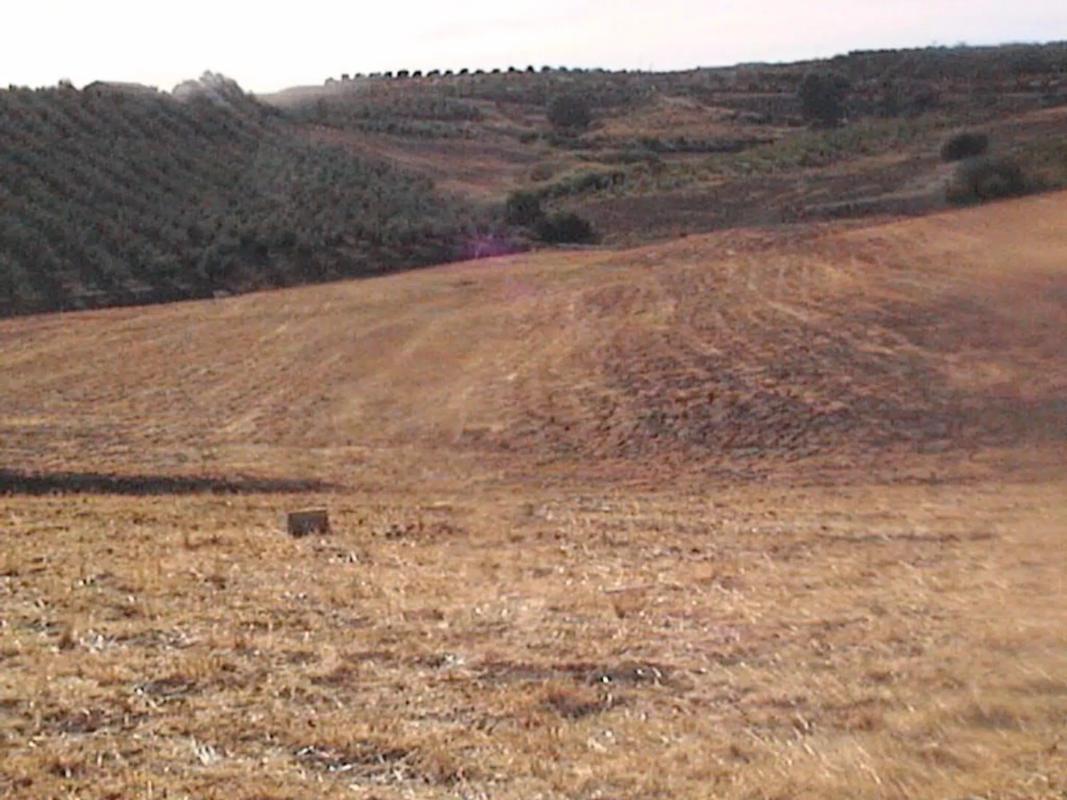 Land for sale in Coin, Malaga photo 2