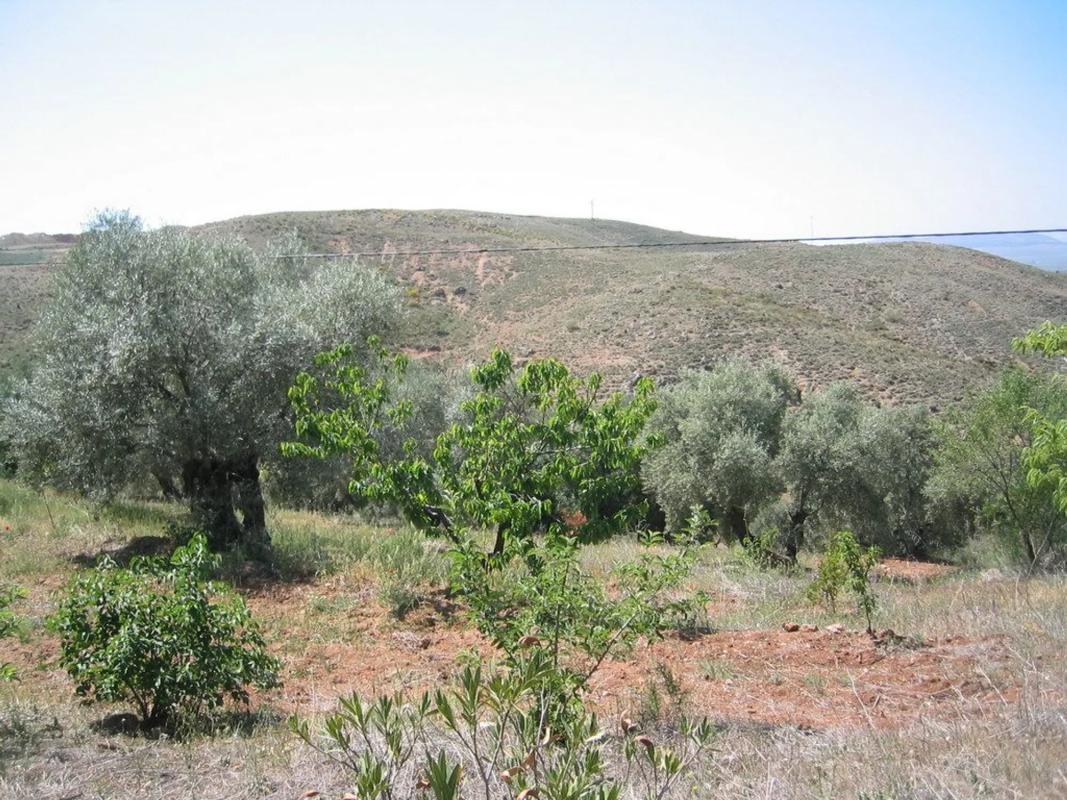 Działka na sprzedaż w Antequera, Malaga photo 3