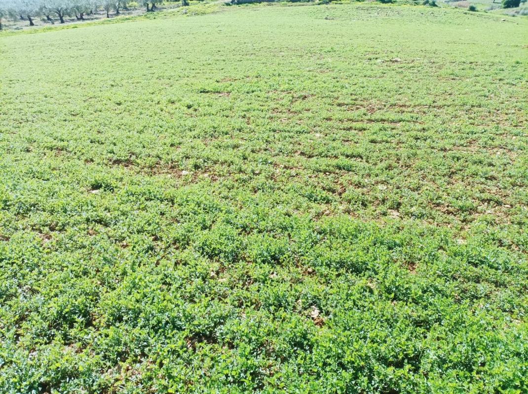 Terreno en venta en Pizarra, Malaga photo 3