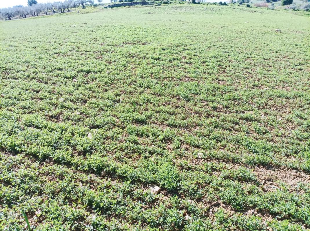 Terreno en venta en Pizarra, Malaga photo 4