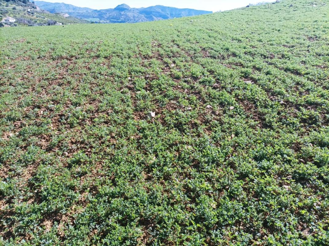 Terreno en venta en Pizarra, Malaga photo 5