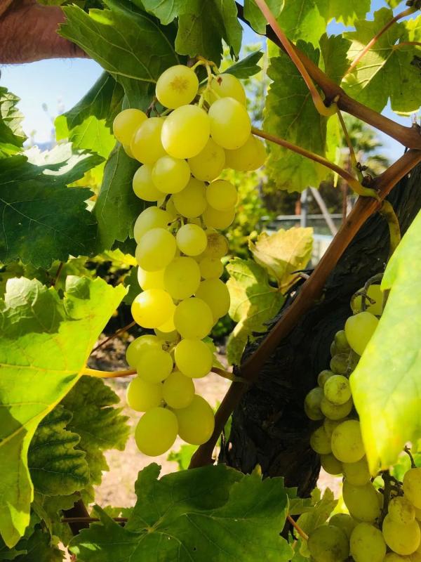 Участок земли на продажу в Алхаурин-эль-Гранде, Малага photo 2