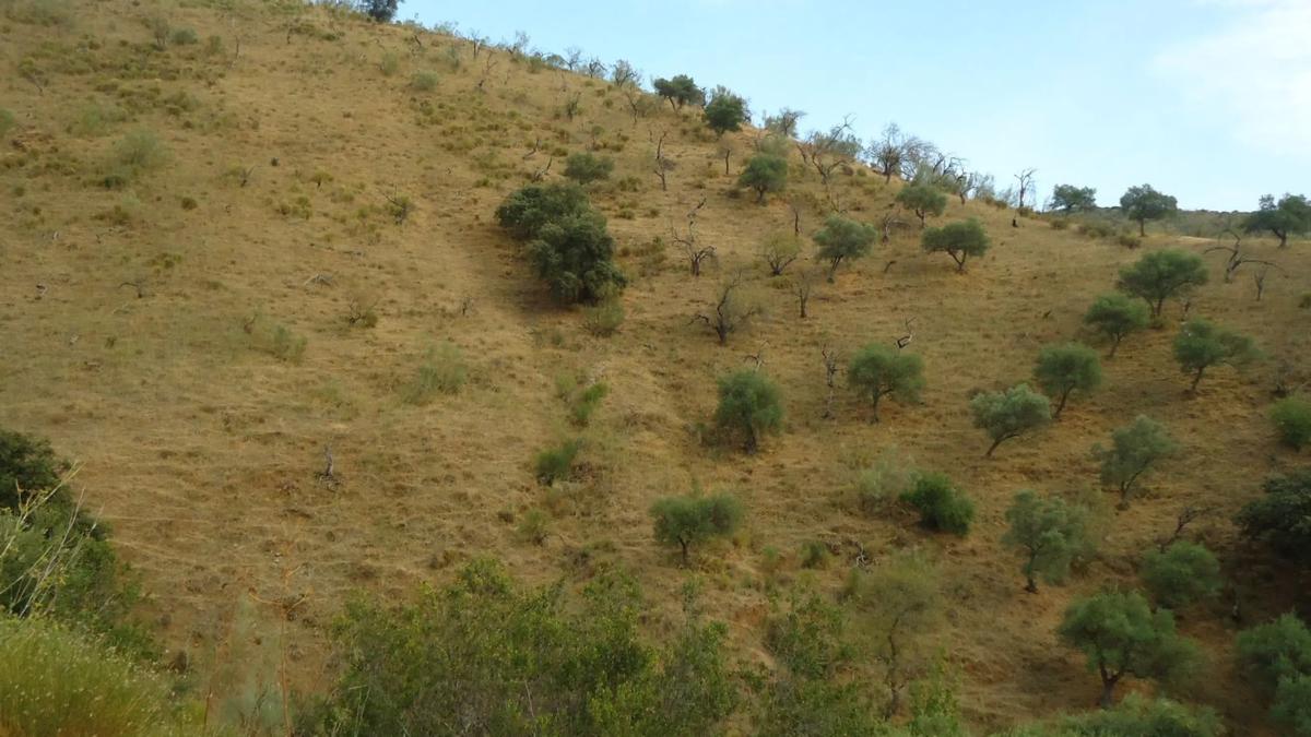 Land for sale in Casabermeja, Malaga photo 3
